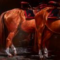<strong>Croupes et jambes</strong> <br />150 x 150 cm